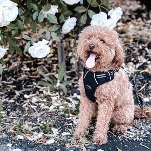 Meet your Posher, Heather